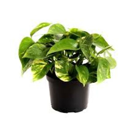 Golden Pothos 